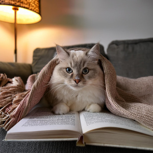 Sueño Suave Sueños De Gato