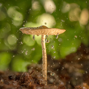 森林中的小蘑菇