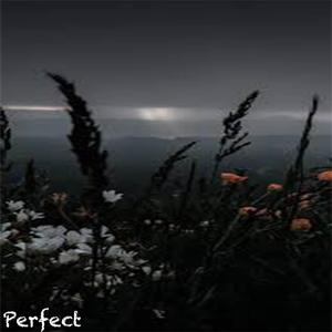 Perfect