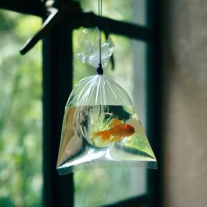 只要有你 cover 卢卢