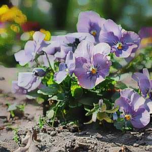 Olivia Rodrigo can Burn in Hell