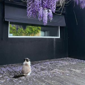 见春天不见故人