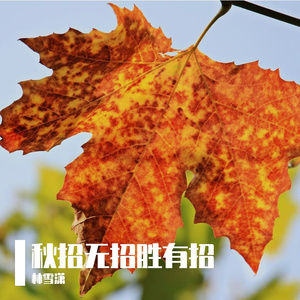 秋招无招胜有招