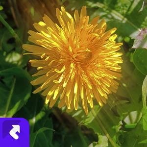 是我眼泪不值钱 (现场)