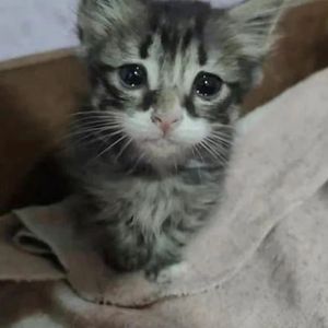 手腕上的疤痕变成蝴蝶飞了起来