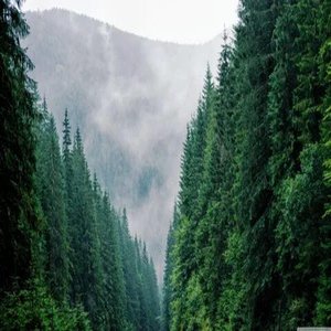 Not Quite Brave Life