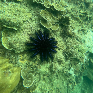 Starfish
