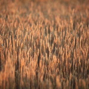 EXPERIENCIA (feat. Billy Liquor)