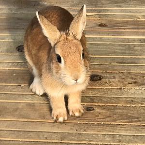 小船（翻唱）陈绮贞