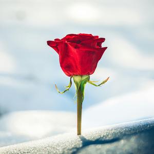 Brought the Heat Back