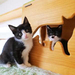 仲良し子猫姉妹の日常