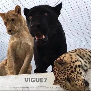 Terrorists Win(EA7 硬曲）