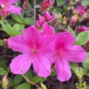 Purpose (feat. ZekeUltra)