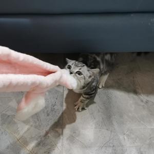 山海入梦来（抖音女声版）