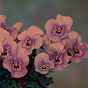 Öknen får blommorna att blomma