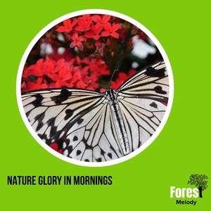 Song of the Morning Birds