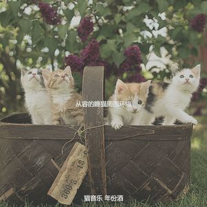 诗意的可爱猫咪节奏
