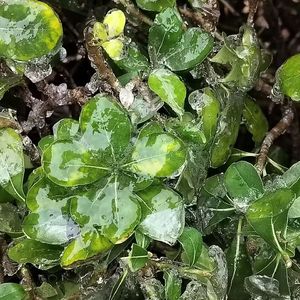 未来的雨都已落在未来（Prod.by Lisure)