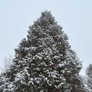 nothing feels like christmas as a kid