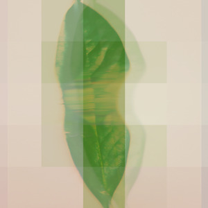 Lemon Enigma