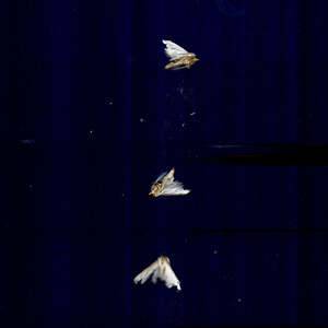Petit papillon blanc