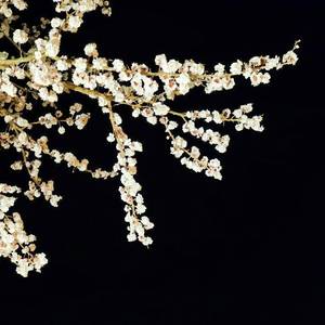 后来(钢琴女版)