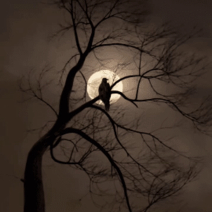 向梦中的地方飞去 男声伴奏