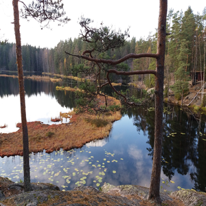 Laulan Suomelle