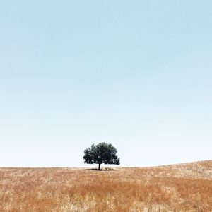 平静的心灵 (循环序列)