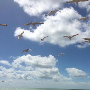 搞了麦当劳的会员每天价格减半