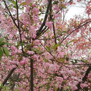 暖春-Guitar Ver.-（Cover 牛奶咖啡）