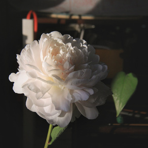 借过一下（翻自 周深）