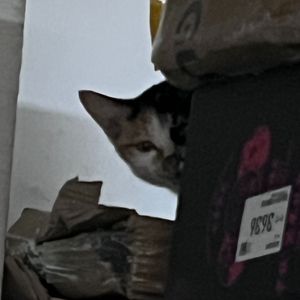 Modlitwa dziewicy（少女的祈祷）