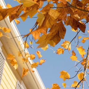 暮秋 (Sample this)