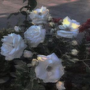 我想见你 想抱抱你