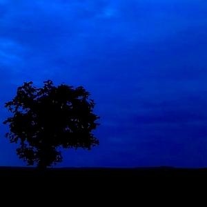 Louring Tree