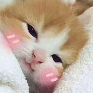 流浪的猫写情诗（翻自 音阙诗听）