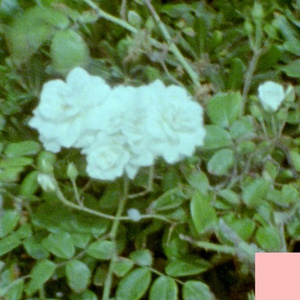 Jasmine