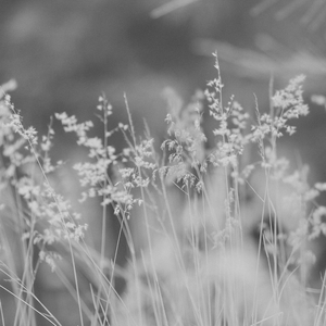 Mysterious Moods for Relaxing Moods