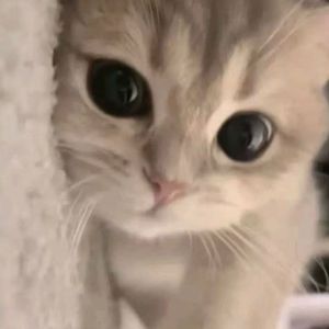 世界无意义，有你声音相伴
