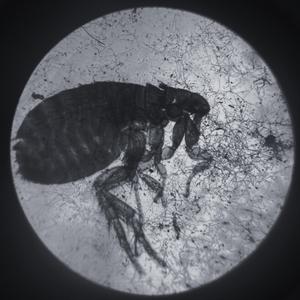 Paracete (feat. Nunchux)