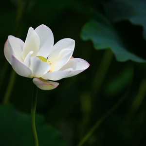 Sahur Ayo Kita Sahur