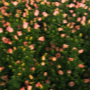 抓住春天 花和你（Prod by WayMen歪门）