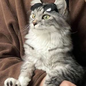 Dear Old Nicki (sped up)