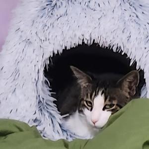 Kitty Boy
