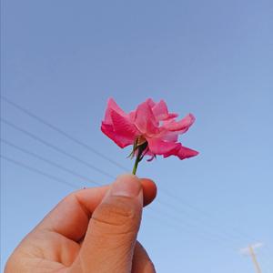 Ha ve aw nyi ma (拉祜歌曲)