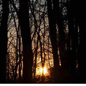 杏雨梨云 (风琴曲)