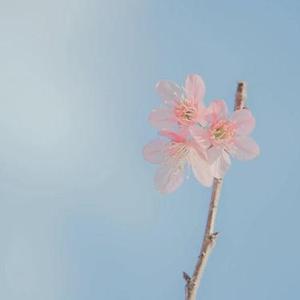 晨曦旋律 (午休钢琴曲)