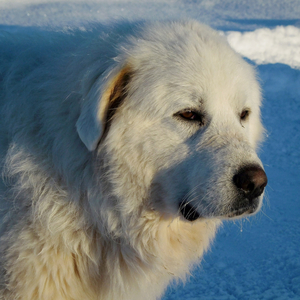 The Power Of The Dog