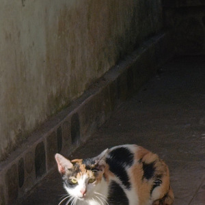 Sebuah rasa